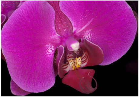 Orchidee