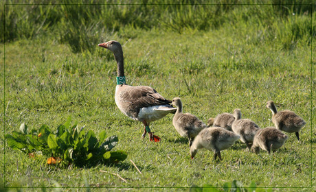 Mama Gans met kroost