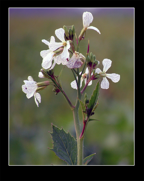 Plantje