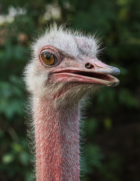struisvogel