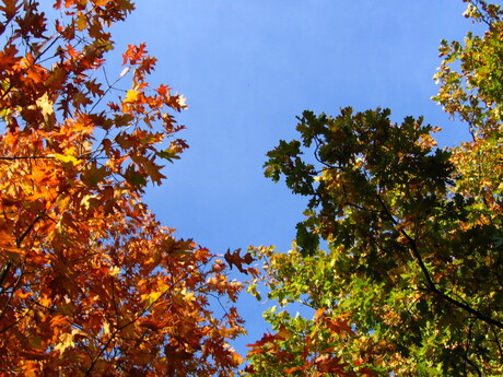 Herfst bomen