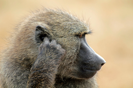 Baboon, easy does it