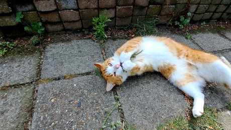 Mmmmmm kattenkruid