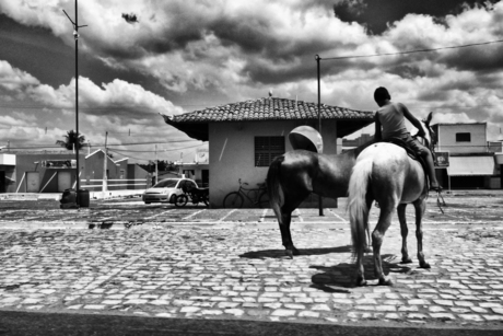 horses in the street