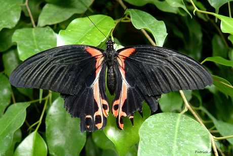 Beschadigd zwart met rood vlindertje