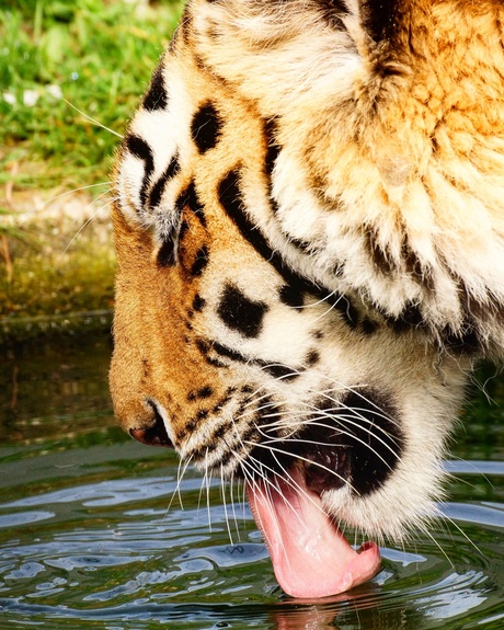 Crouching Tiger, Drinking Water.