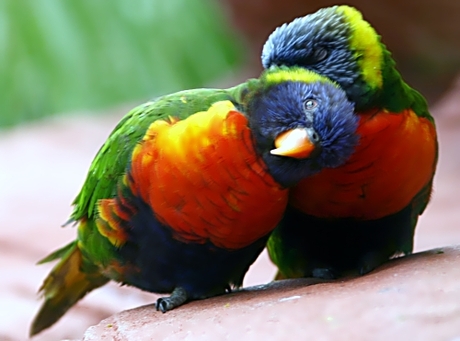 Honing-papegaai krauwen