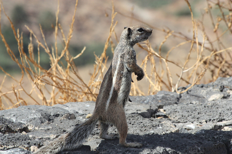 Fuertaventura