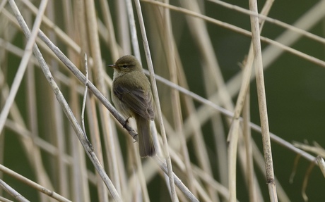 Orpheus Spottvogel 