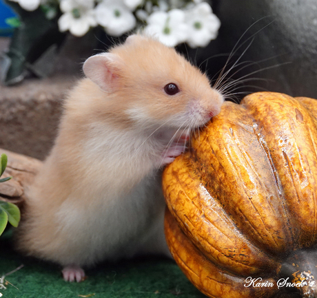 "Is this pumpkin....?