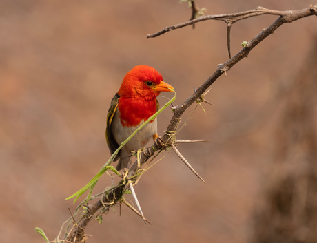 Red Headed Weaver