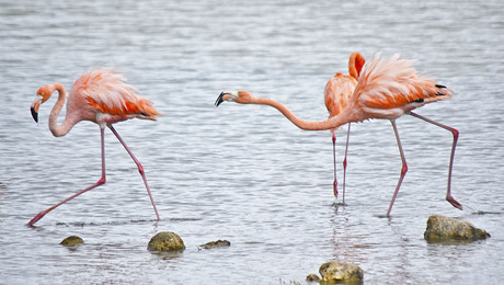 Flamingo's op Bonaire