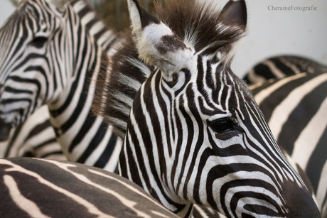 Zebra's