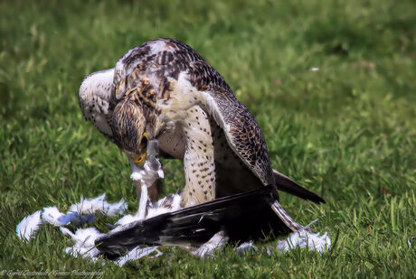 Blonde buizerd aan zijn kerstmaaltijd.