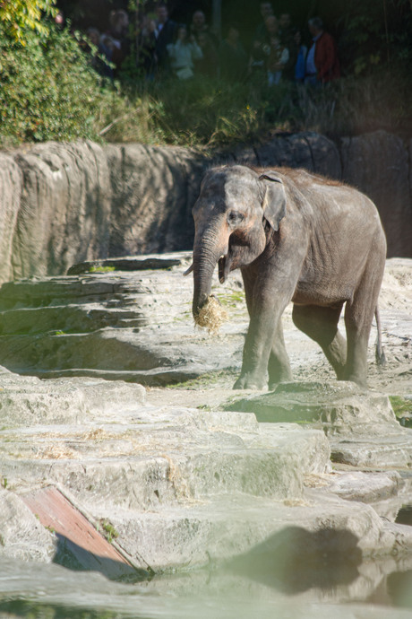 mini olifant weer me stro aan dewandel 