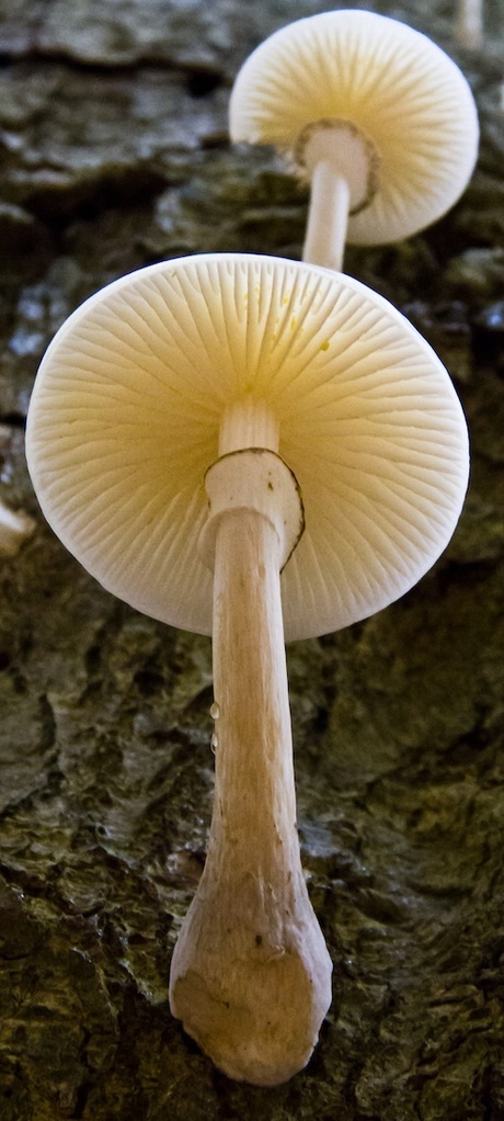 Paddestoelen