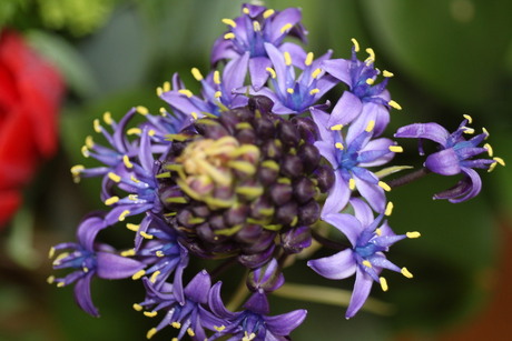 Scilla perivuana