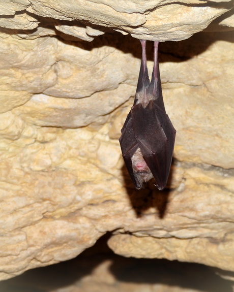 De hele winter aan twee pootjes hangen