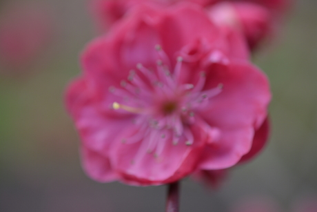 Asserbos, Assen, Nederland