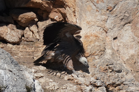 Vale Gier, Gorges du Verdon