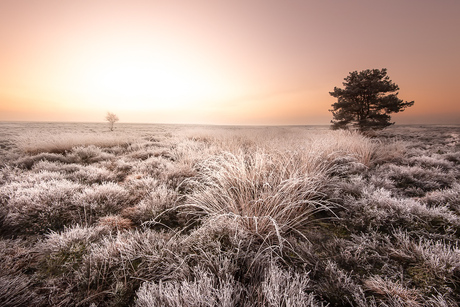 Houtdorperveld