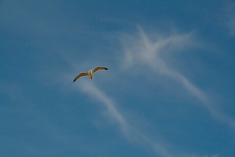 Vlieg' de blauwvoet...