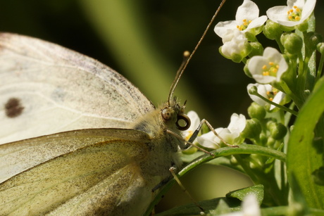 vlinder in tuin