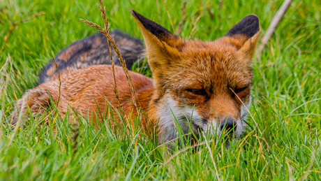 Vos in het gras