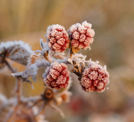 Rijp op bramen.