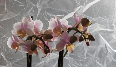 Orchidee