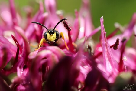 Groefbijendoder - groefbijendoder - foto door Anita. op 28-05-2025 - locatie: Hoogeveen, Nederland - deze foto bevat: insect, bij, natuur, insect, bloem, bestuiver, groente, geleedpotige, geel, bloemblaadje, hymenoptera, ongedierte, van dichtbij