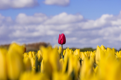 tulpen