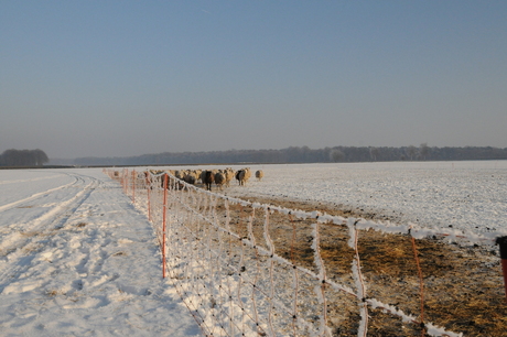 winter (schapen met een winterjas )