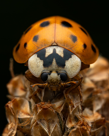 focalpointnarratives