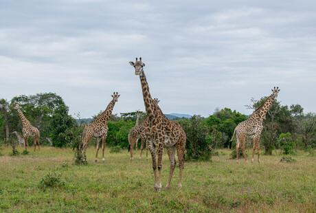 Giraffen 