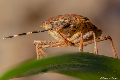 Grauwe schildwants (Rhaphigaster nebulosa)