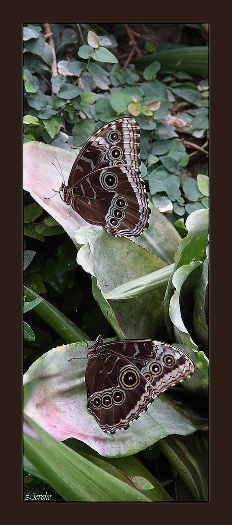 Morpho peleides