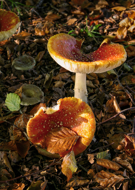 Paddenstoelen herfst