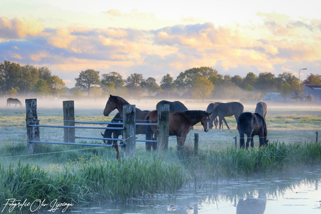 horses