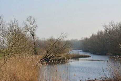 Biesbosch