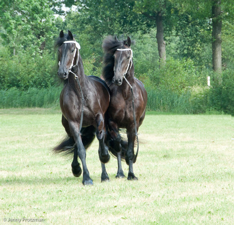 2 ontsnapte Friese paarden bij de hengstenkeuring in Garijp