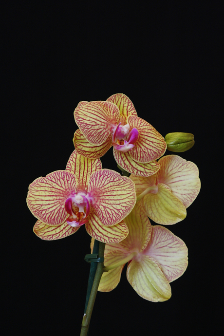 Orchidee