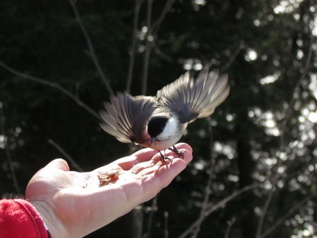 Vogels Davos