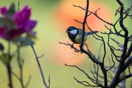 Koolmees in de mooie herfstkleuren