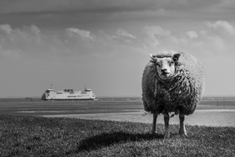 Texel Sheep B/W II