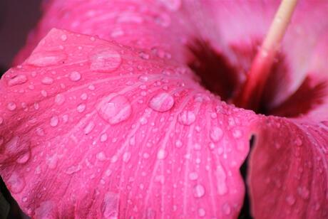 hibiscus na regenbui