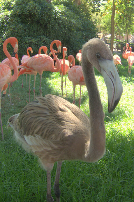 Flamingo, Lisbon Zoo