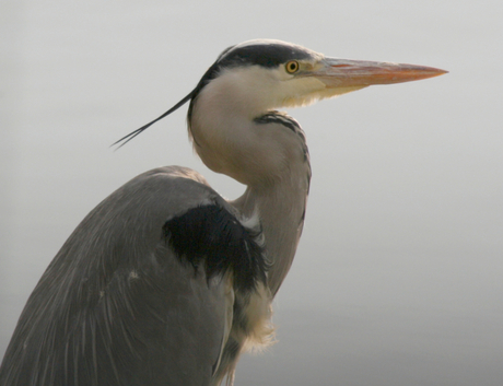 Blauwe reiger