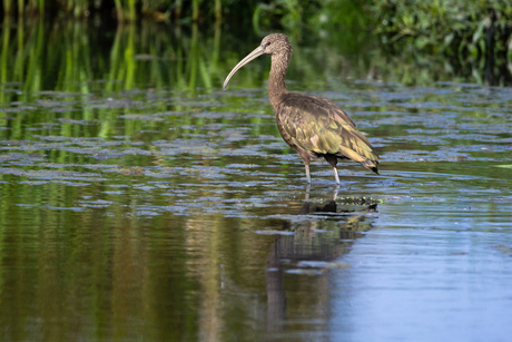 Zwarte Ibis