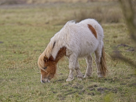 Paard in natuur